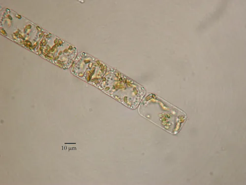 Cerataulina pelagica