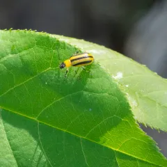 Striped Cucumber Beetle thumbnail 4