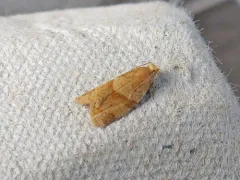 Clepsis penetralis thumbnail 2
