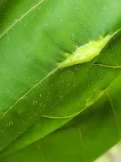 Phylloxera caryaevenae thumbnail 3