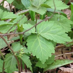 Two-leaved Toothwort thumbnail 4