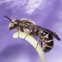 Rampion Scissor Bee thumbnail 2