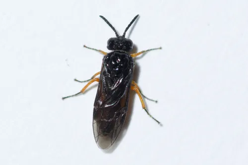 Yellow-bellied Rush-cutter