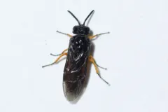 Yellow-bellied Rush-cutter thumbnail 1