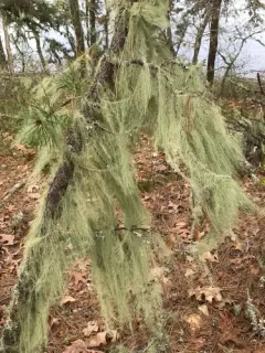 Bony Beard Lichen thumbnail 2
