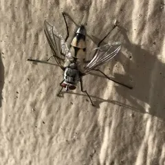 Zelia vertebrata thumbnail 1