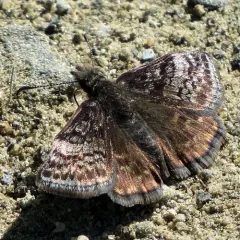 Dreamy Duskywing thumbnail 3