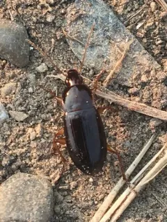 Calathus ingratus thumbnail 2