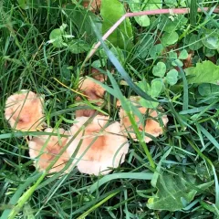 fairy ring marasmius thumbnail 3