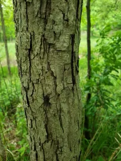 White-banded Fishing Spider thumbnail 2