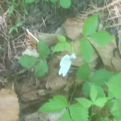 Mustard White thumbnail 3