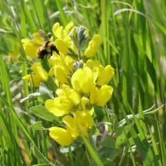 Hunt's Bumble Bee thumbnail 2