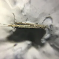 Diamondback Moth thumbnail 4