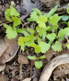 coriander thumbnail 2