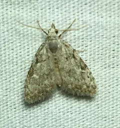 Woolly Nola Moth thumbnail 3