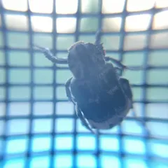 Valgus hemipterus thumbnail 2