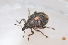 Rhinoncus leucostigma thumbnail 2