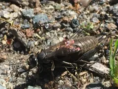 Liris argentatus thumbnail 3
