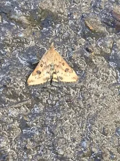 Northern Pyrausta Moth thumbnail 4