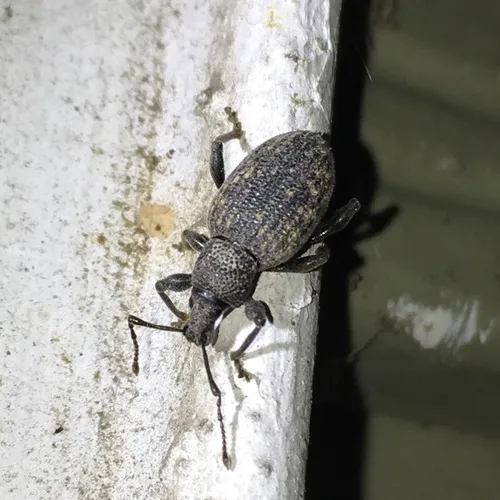 Black Vine Weevil