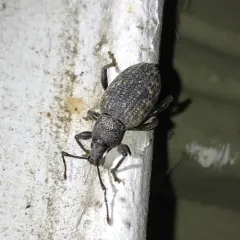 Black Vine Weevil thumbnail 1
