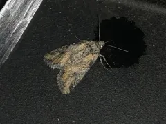 Hadenella pergentilis thumbnail 3