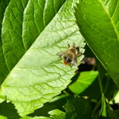 Fuzzy-Horned Bumble Bee thumbnail 4