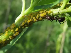 Aphis saniculae thumbnail 2