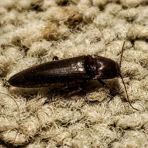 Chestnut-footed Click Beetle