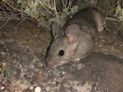 Desert Woodrat thumbnail 4
