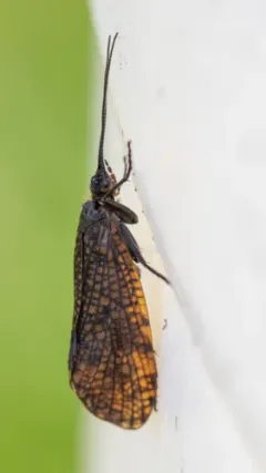 Oligostomis ocelligera thumbnail 2