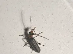 Dichelotarsus cinctipennis thumbnail 4