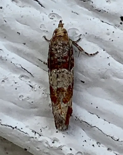 Red Pine Coneborer Moth
