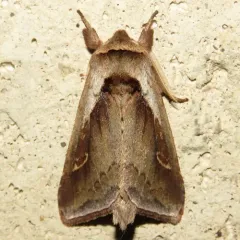 Cattail Borer Moth thumbnail 1