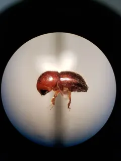 Granulate Ambrosia Beetle thumbnail 1