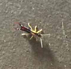 Spine-tailed Earwig thumbnail 2