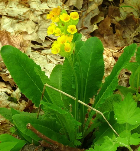 Cowslip