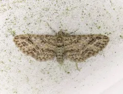 Eupithecia maestosa thumbnail 2
