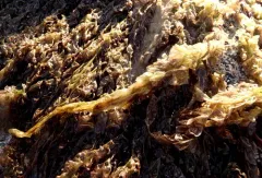 Pyropia abbottiae thumbnail 3
