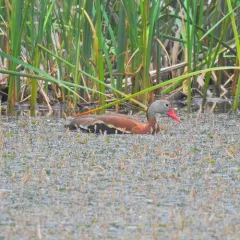 Black-bellied Whistling-Duck thumbnail 2