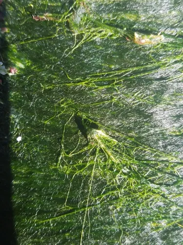 Urospora neglecta
