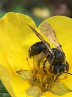 Singular Miner Bee thumbnail 2