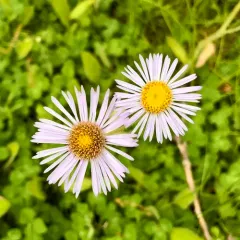 robin's-plantain thumbnail 4