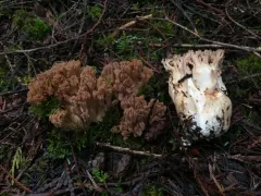 Ramaria marrii thumbnail 1