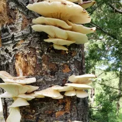 aspen oyster mushroom thumbnail 2