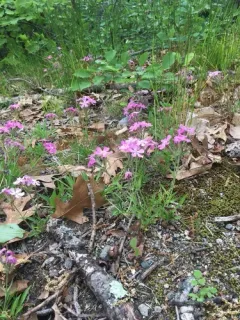 Wild Pink thumbnail 2