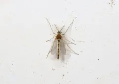 Labrundinia pilosella thumbnail 3