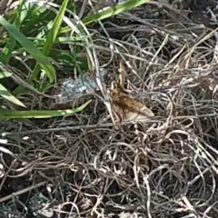 Dusted Skipper thumbnail 4