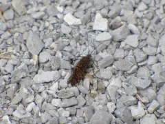 Oligostomis pardalis thumbnail 2
