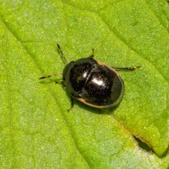 Little Ebony Bug thumbnail 3